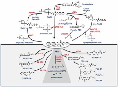 Frontiers | Metabolism Of The Endocannabinoid Anandamide: Open ...